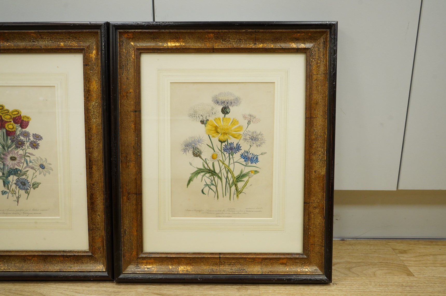 After Jane Loudon (1807-1858), three botanical interest colour lithographs, two published by Day and Haghe, 26 x 19cm